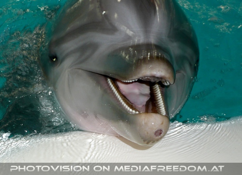 Die Zukunft hei�t DelphinLagune 21