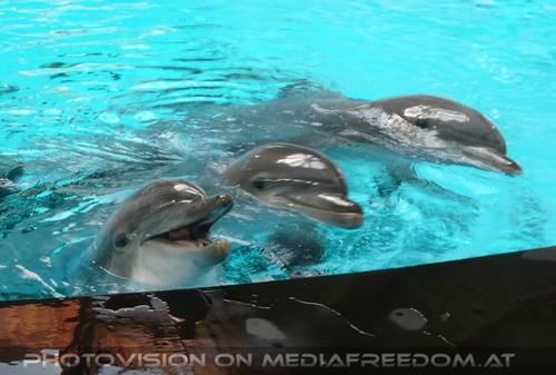 Die Zukunft hei�t DelphinLagune 45