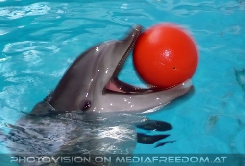 Die Zukunft hei�t DelphinLagune 44