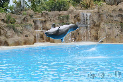 Delfin Jump