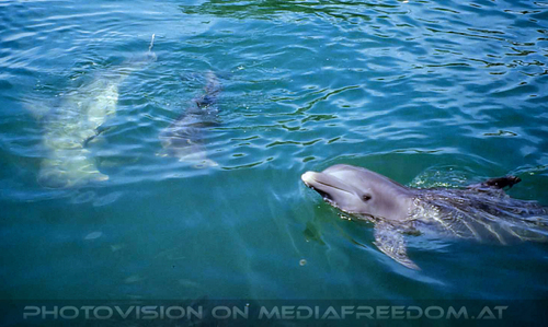Dolphin Research Center 03