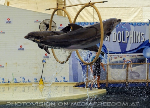 Dolphin Show 06