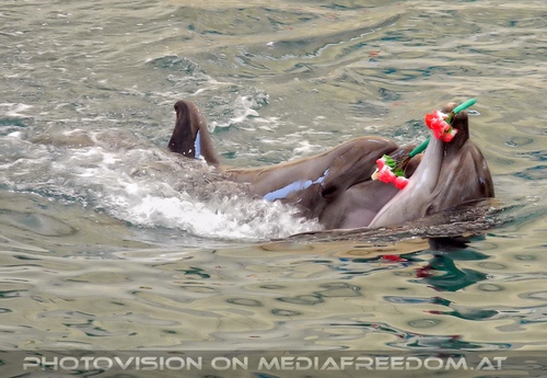 Dolphin Show 07