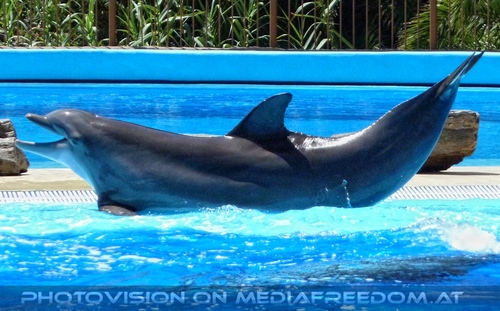 Dolphin Show 17