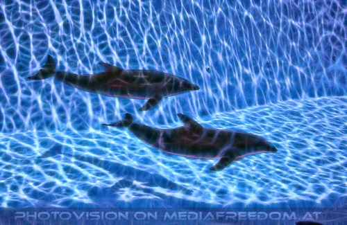 Double Dolphin Vision