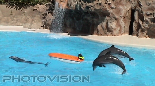 Jumping dolphins