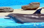 Dolphin Show 01