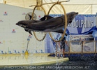 Dolphin Show 06