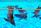 Dolphin Show 09