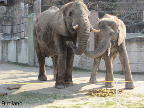 Elefanten: Elefanten