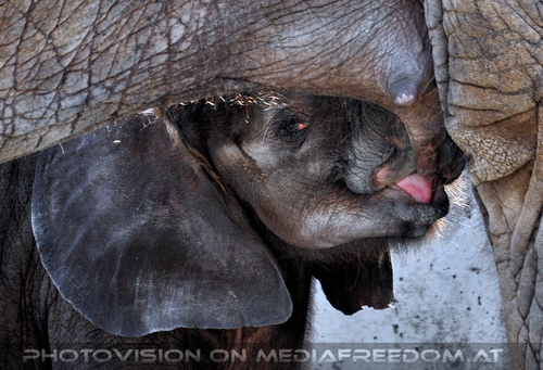 Elefantenbaby 4