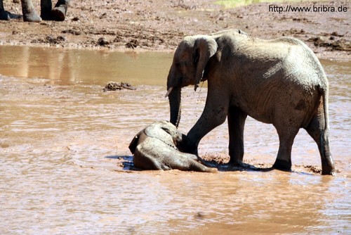 Elefant mit Jungtier am Wasser