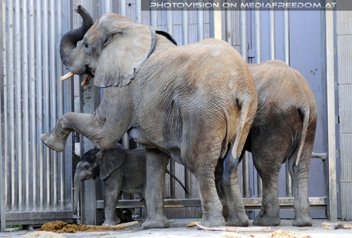 Geh nur durch kleiner Tuluba