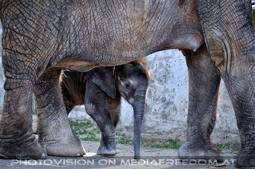 Elefantenbaby 1