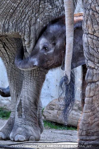 Elefantenbaby 2