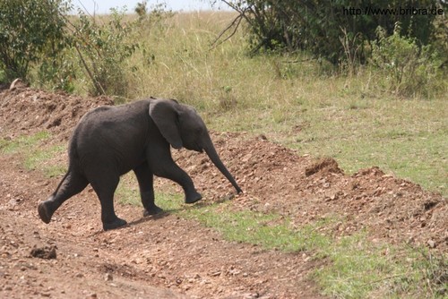 Elefantenbaby �berquert einen Weg