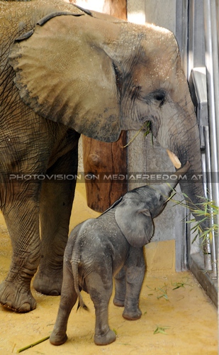Baby Tuluba mit Mama
