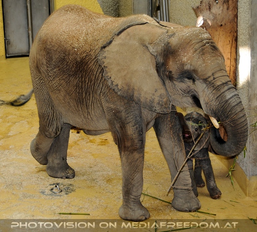 Baby Tuluba wird gef�ttert