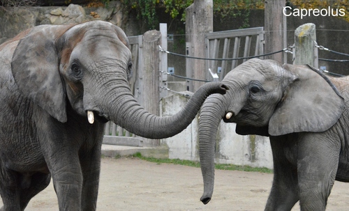 Spiel mit mir !: Afrikanische Elefanten