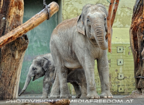 Asiatische Elefanten 01