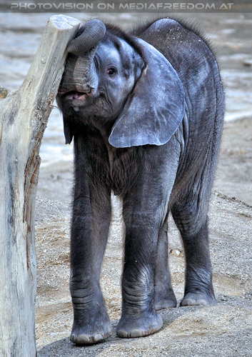 Babyelefant 2