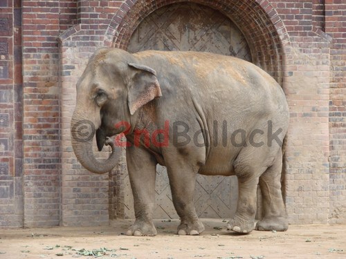 Elefant