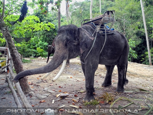 Namuang Jungle Elephant Trip 31