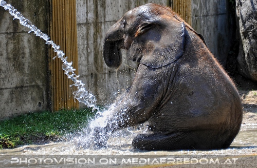 Die Elefanten Dusche 11