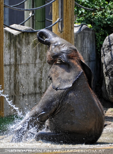 Die Elefanten Dusche 12