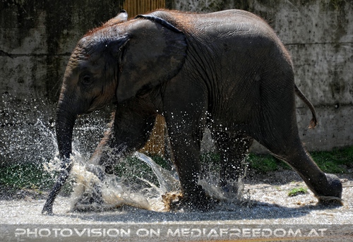 Die Elefanten Dusche 17