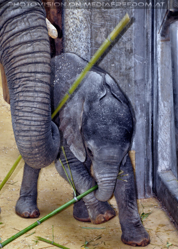 Elefantenbaby Tuluba 02