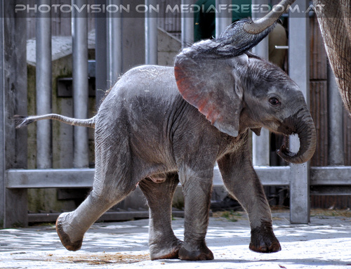 Elefantenbaby Tuluba 07