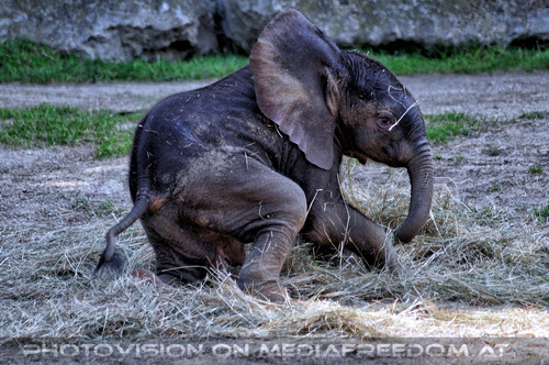 Elefantenbaby Tuluba 20
