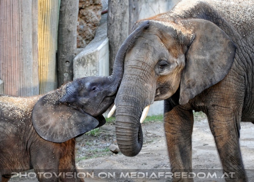 Elefantenjunges spielt