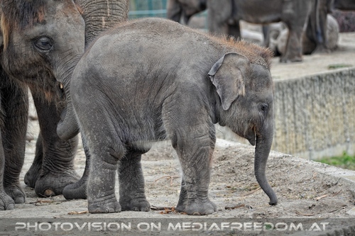 Indische Elefanten 2