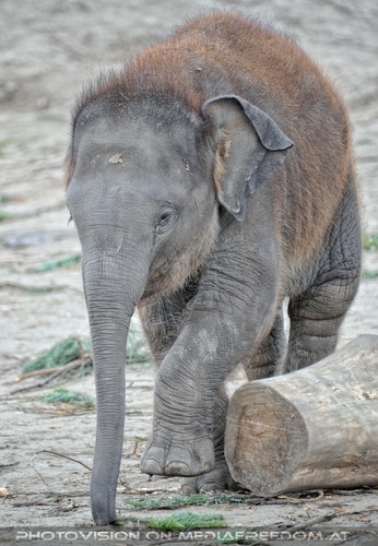 Indische Elefanten 4