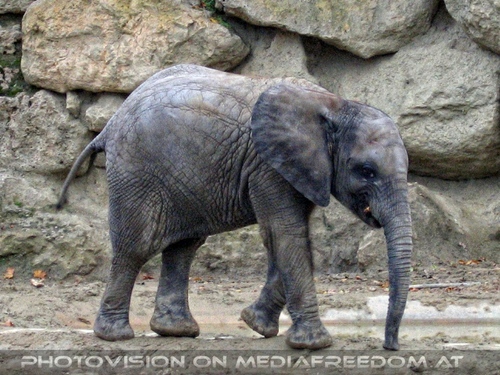 Junger Elefant 2