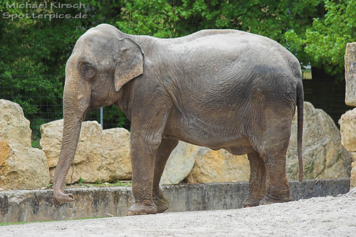 Langnase: Michael Kirsch
