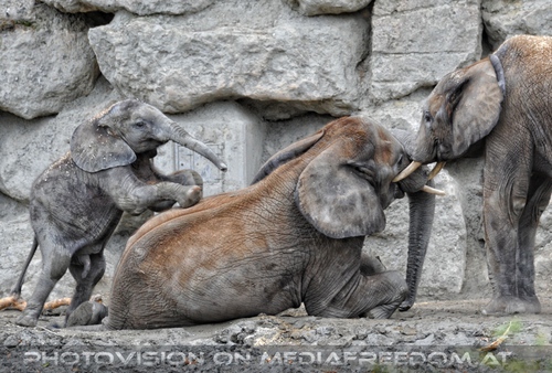 Tuluba tollt mit Familie