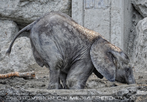 Tuluba versteckt sich