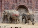 Elefant