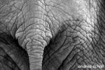 elephant�ss backside :)