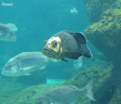 Was guckst Du?: Fisch (leider den Namen nicht gemerkt..)