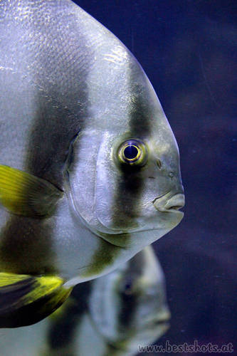 Fisch unbekannter Art