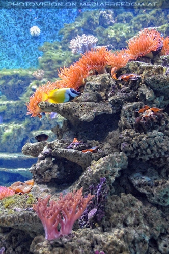 Aquarien 3