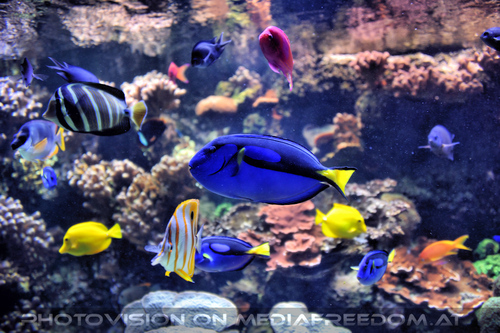 Aquarium 08