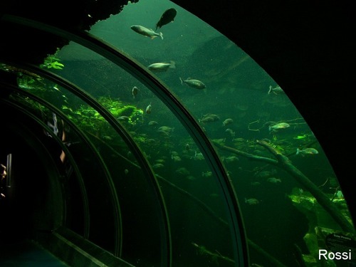 Piranhatunnel im Vivarium: Beissende Biester