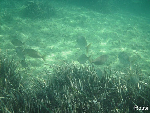 Auf der Jagd nach dem Abendessen