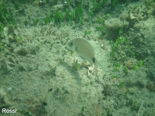 Das Abendessen wartet..