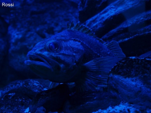 Die im Dunkeln sieht man nicht...: Fisch (leider den Namen nicht gemerkt..)